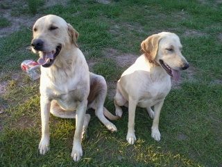 51084_aadogs.jpg