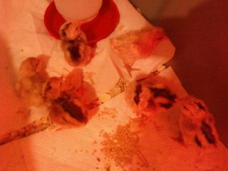51084_chickspip.jpg
