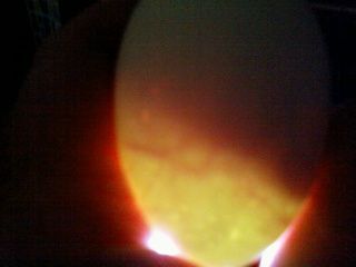 51084_eggcandle2.jpg