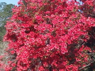 51084_springred.jpg