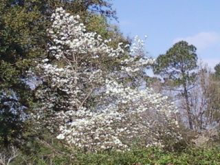 51084_springwht.jpg