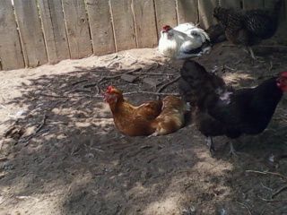 51084_tuhotchick.jpg