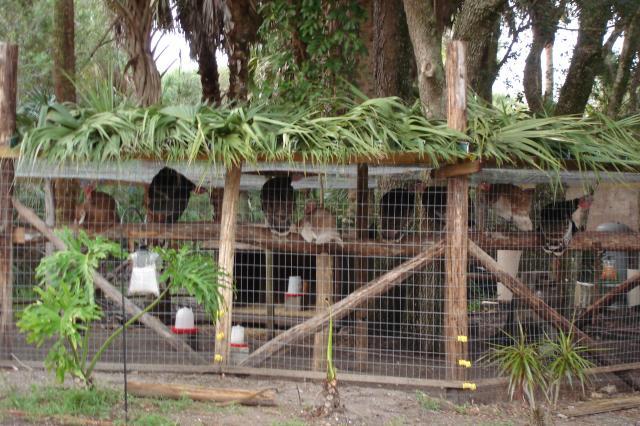 Turkey coop… or pheasant aviary... | Chicken coops | Pinterest