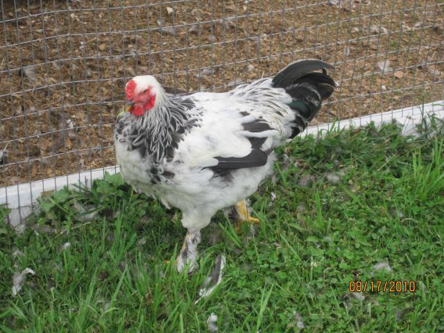 Light Brahma Roosters Photos Young