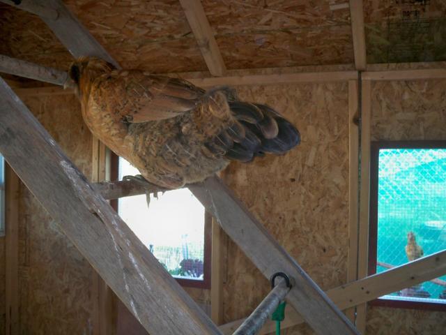 Lowe's Quick Shed http://www.backyardchickens.com/t/404733/my-lowes 