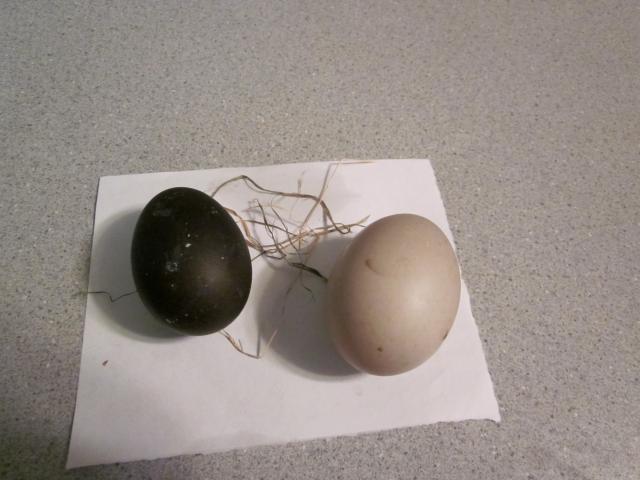 cayuga duck egg. Re: Cayuga Duck Questions