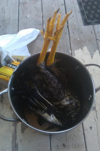 http://www.backyardchickens.com/forum/uploads/54632_bucket.jpg