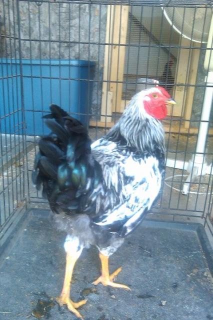 http://www.backyardchickens.com/forum/uploads/54632_deathrow.jpg