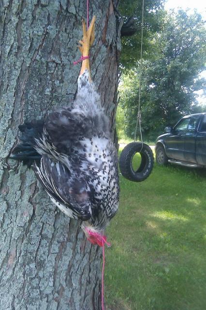 http://www.backyardchickens.com/forum/uploads/54632_hanging.jpg