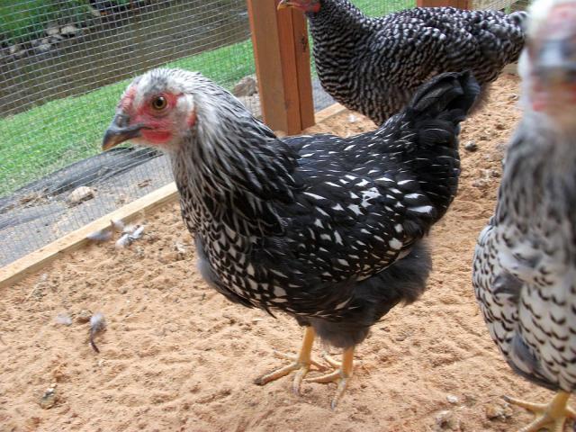 Schwartzfarmnc's Chicken Coop - BackYard Chickens Community