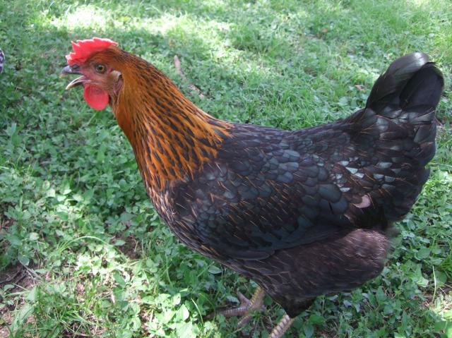 Black Sex Link Pullets 65