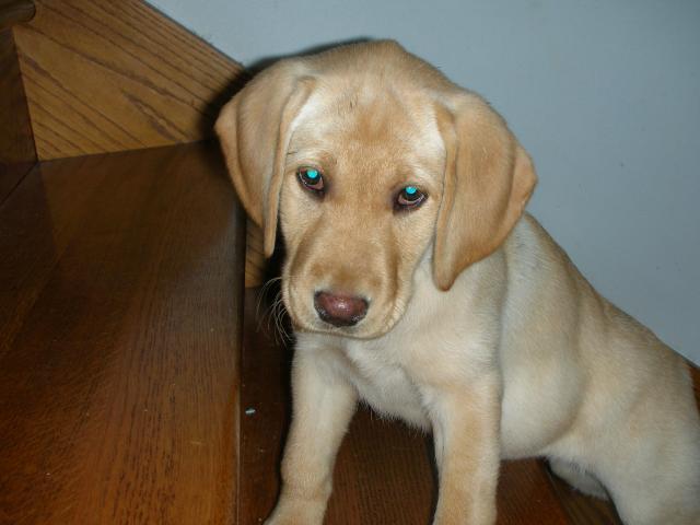 cute yellow lab dogs. Our Yellow Lab pup, Honey:
