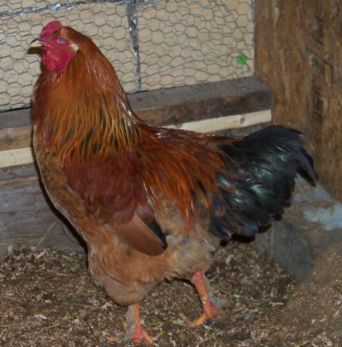 Buff Brahma Chicken Egg Color