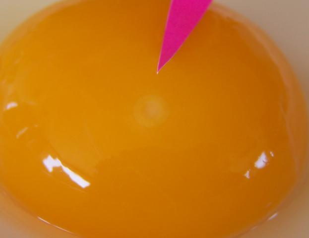 Fertilized Chicken Egg Tonawanda Aquatic Center. Fertilized Chicken Egg