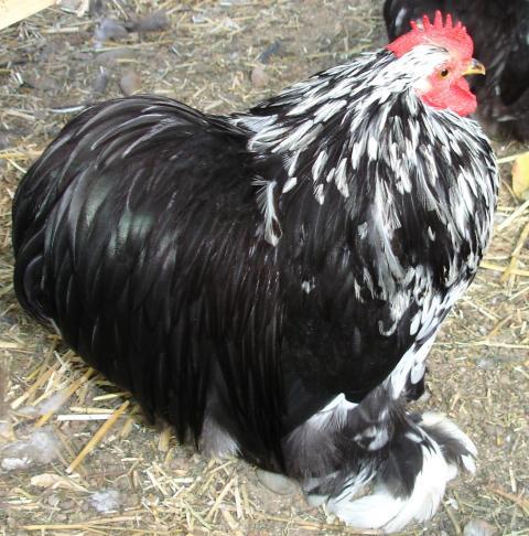 blue mottled pekin