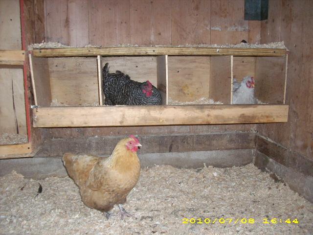 Inside, view of the nesting boxes. Very roomy area for the girls as ...