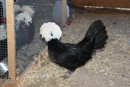 Bantam Hens