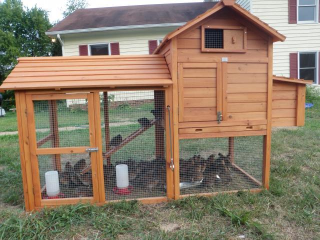 Get owning a chicken coop