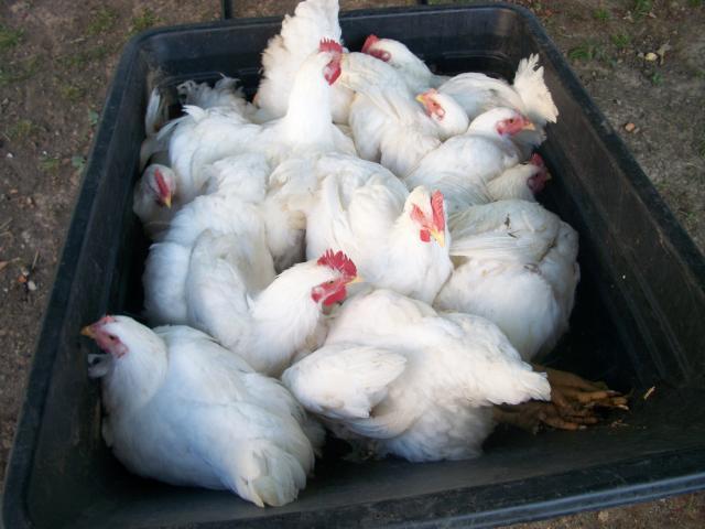 6459_meat_chickens_processing_001.jpg