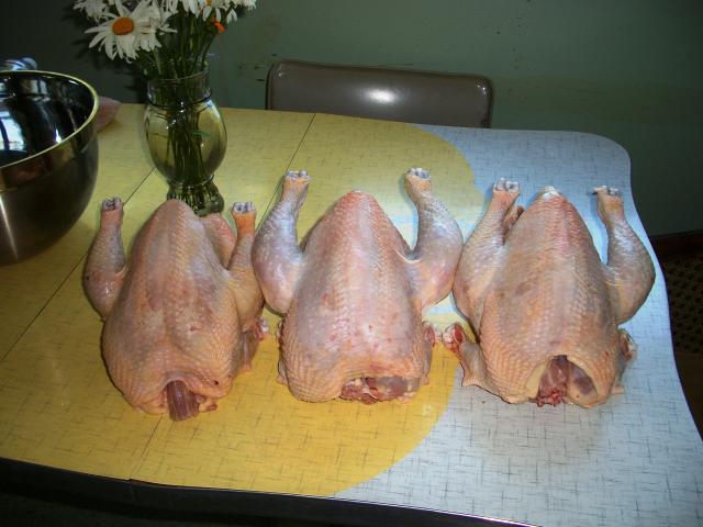 6459_meat_chickens_processing_012.jpg