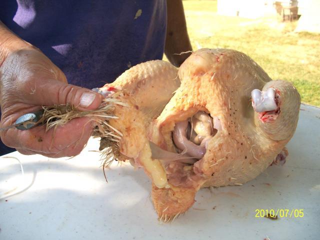 6459_meat_chickens_processing_032.jpg