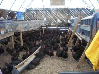 6459_my_broilers_and_joel_salatin_030.jpg