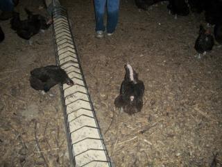 6459_my_broilers_and_joel_salatin_036.jpg