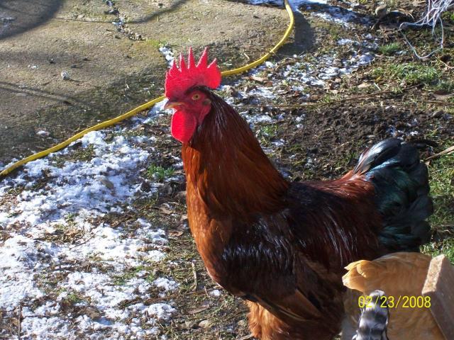 Breed: Rhode Island Red DUH!!!