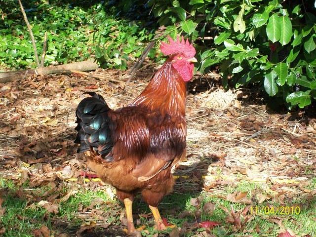 name: Rocky The Rhode Island Red Rooster Age: about 9 months. Breed: Rhode Island Red DUH!!! lol!