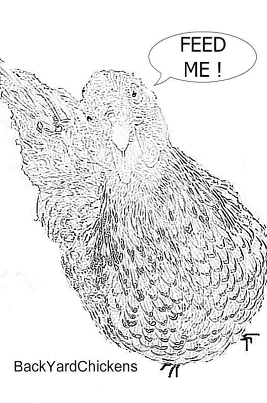 Hd Wallpapers Coloring Pages Quail Heaven Iandroidiaa Gq Free High