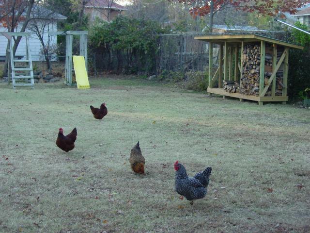 Backyard Chickens Wichita Cabin Coop | Small Backyard Landscaping 