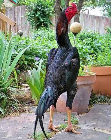 Rarest breed of chicken in the US? - Page 16