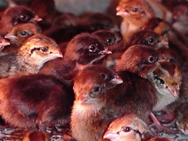Tennessee Reds