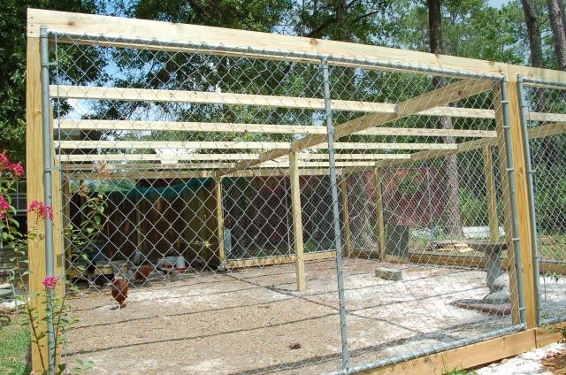 Chicken, Chicken Resident, Chicken 101, Dogs Pens Chicken Coops 