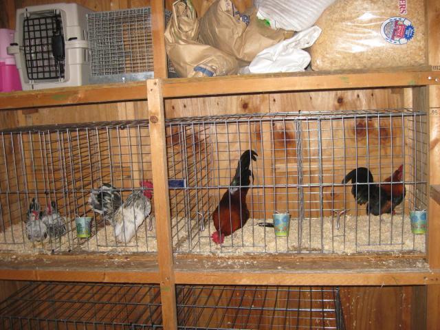 where to buy show cages for home use?