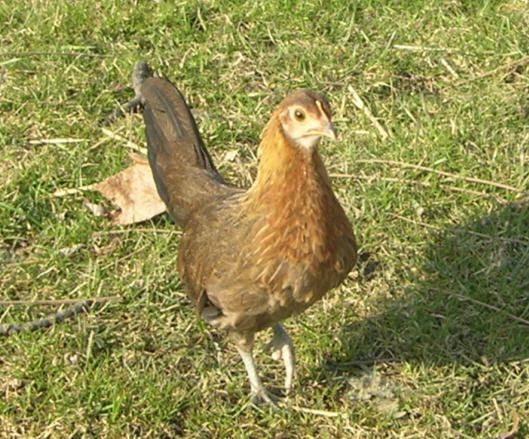 Banty Chicken http://www.backyardchickens.com/t/564730/game-bantie 