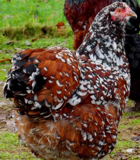 jubilee-orpingtons - BackYard Chickens Community