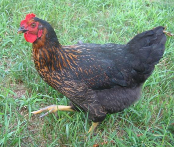 Black Sex Link Pullets 62