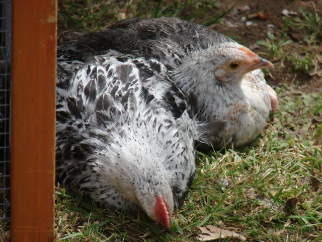 chicken breeds australia with pictures. Wyandotte Splash Chicken