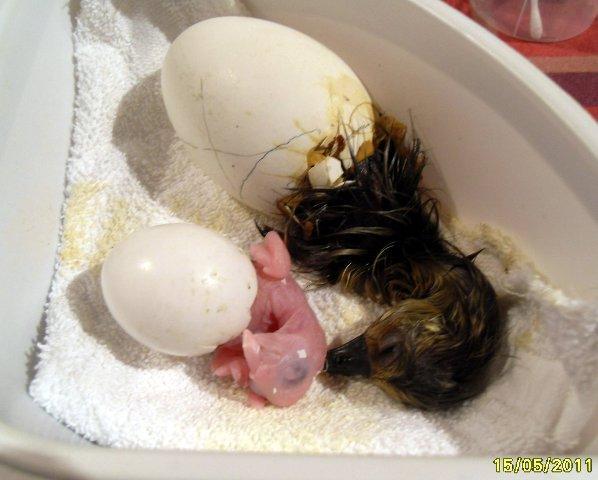 goldfish eggs hatching. Very pleased with this hatch