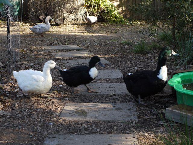 http://www.backyardchickens.com/forum/uploads/80856_p1060172.jpg