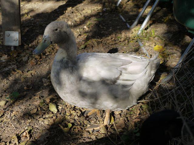 http://www.backyardchickens.com/forum/uploads/80856_p1060178.jpg