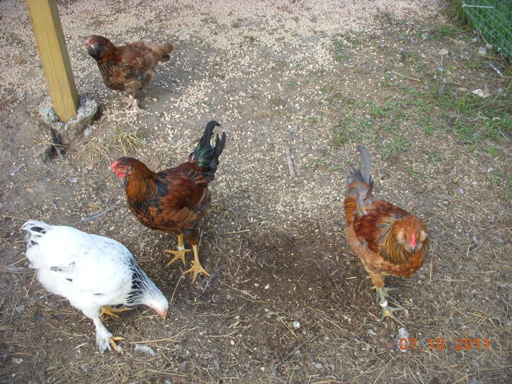 When do roosters get their spurs?1024 x 768