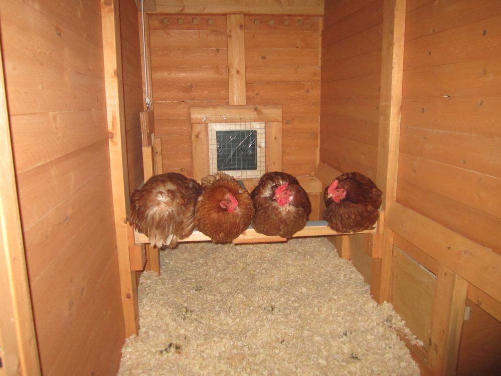 My First Chicken Coop - BackYard Chickens Community
