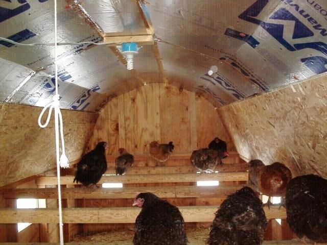 How many square feet per chicken in the coop?