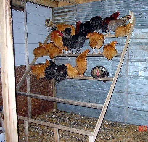 Chicken Co-op Roost