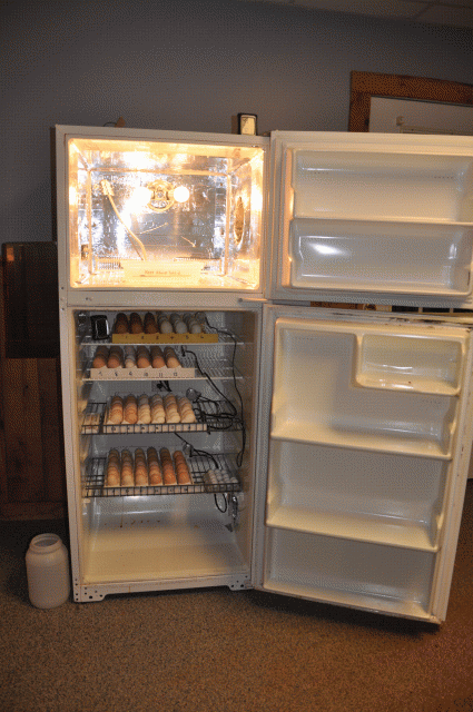 We recycled the trays from the refrigerator and used them on the sides