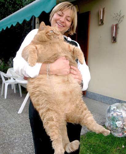 9280_gigantocat.jpg