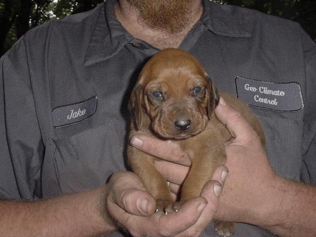 Black And Tan Coonhound Puppies For Sale