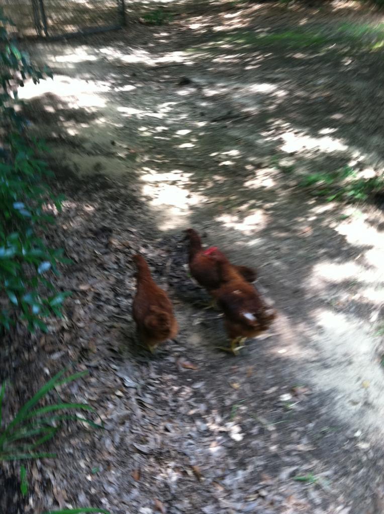 BackYard Chickens